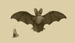 Image of Cape Long-eared Bat