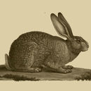 Sivun Lepus habessinicus Hemprich & Ehrenberg 1832 kuva