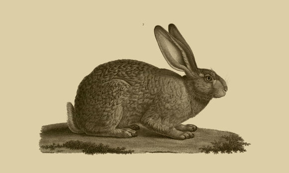 Image of Abyssinian Hare