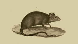 Image of Rattini