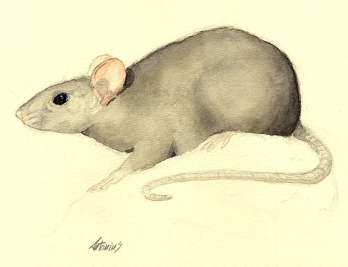 Image of House Mouse