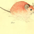 Image of Golden Spiny Mouse