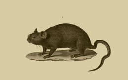 Image of Cairo Spiny Mouse