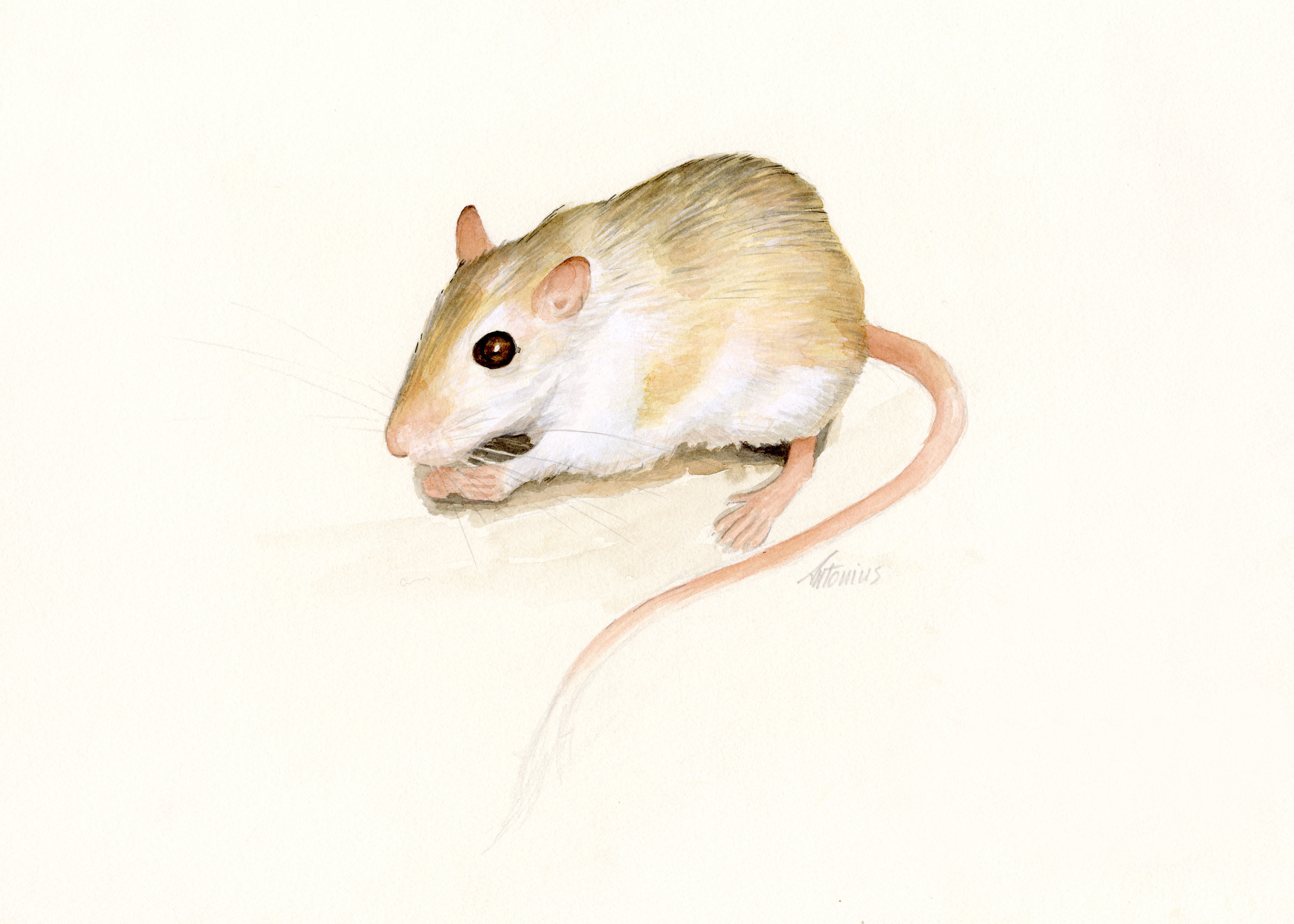 Image of Pale Gerbil