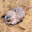 Image of Fat-tailed Gerbil