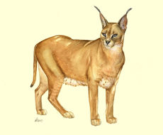 Image of African Caracal