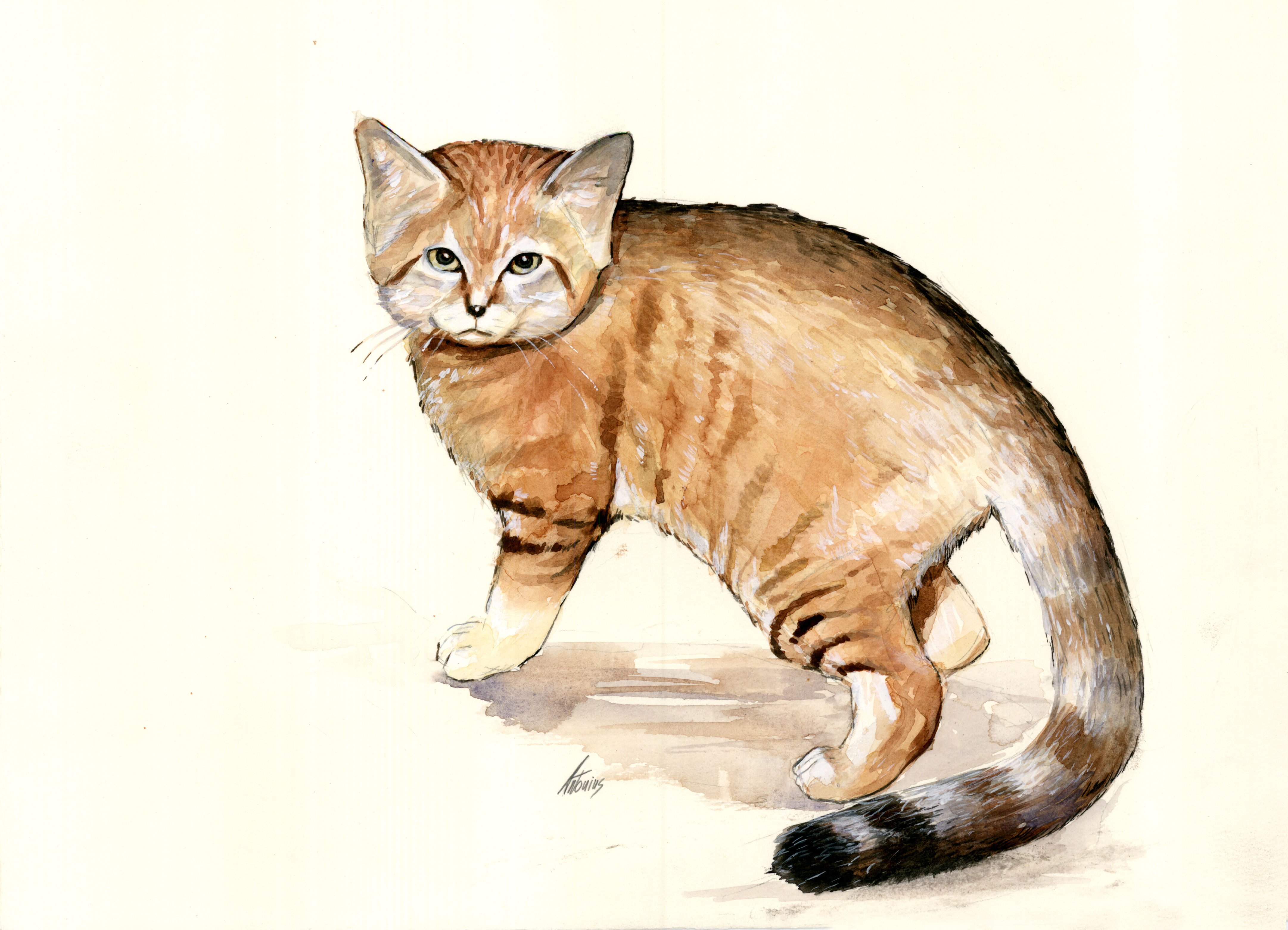 Image of Sand Cat