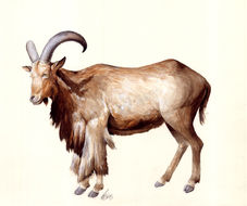 Image of Aoudad