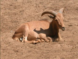 Image of Aoudad