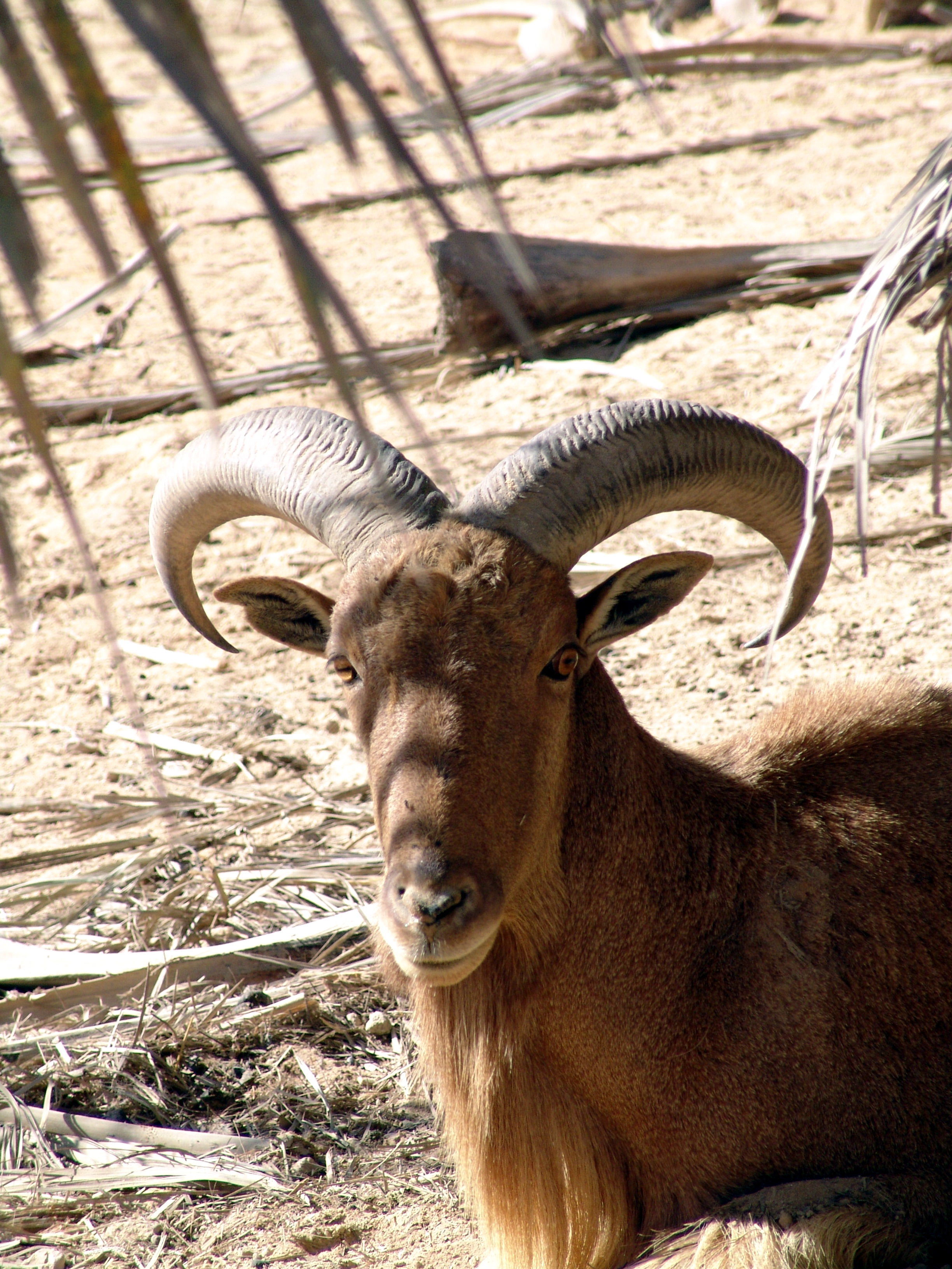 Image of Aoudad