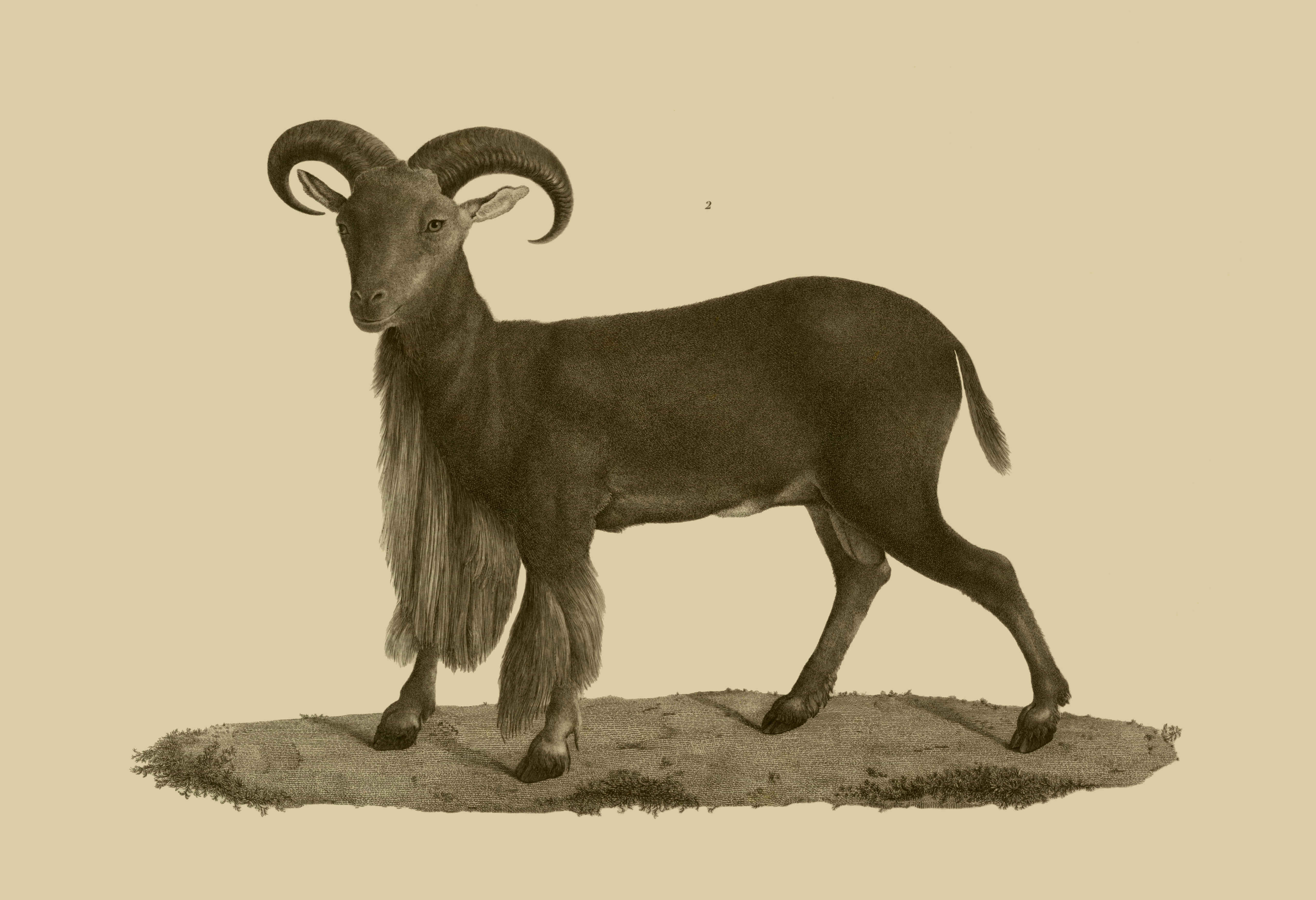 Image of Aoudad