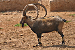 Image of Alpine Ibex