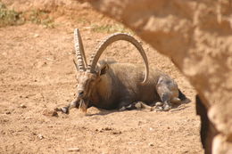 Image of Alpine Ibex