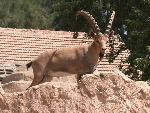 Image of Alpine Ibex