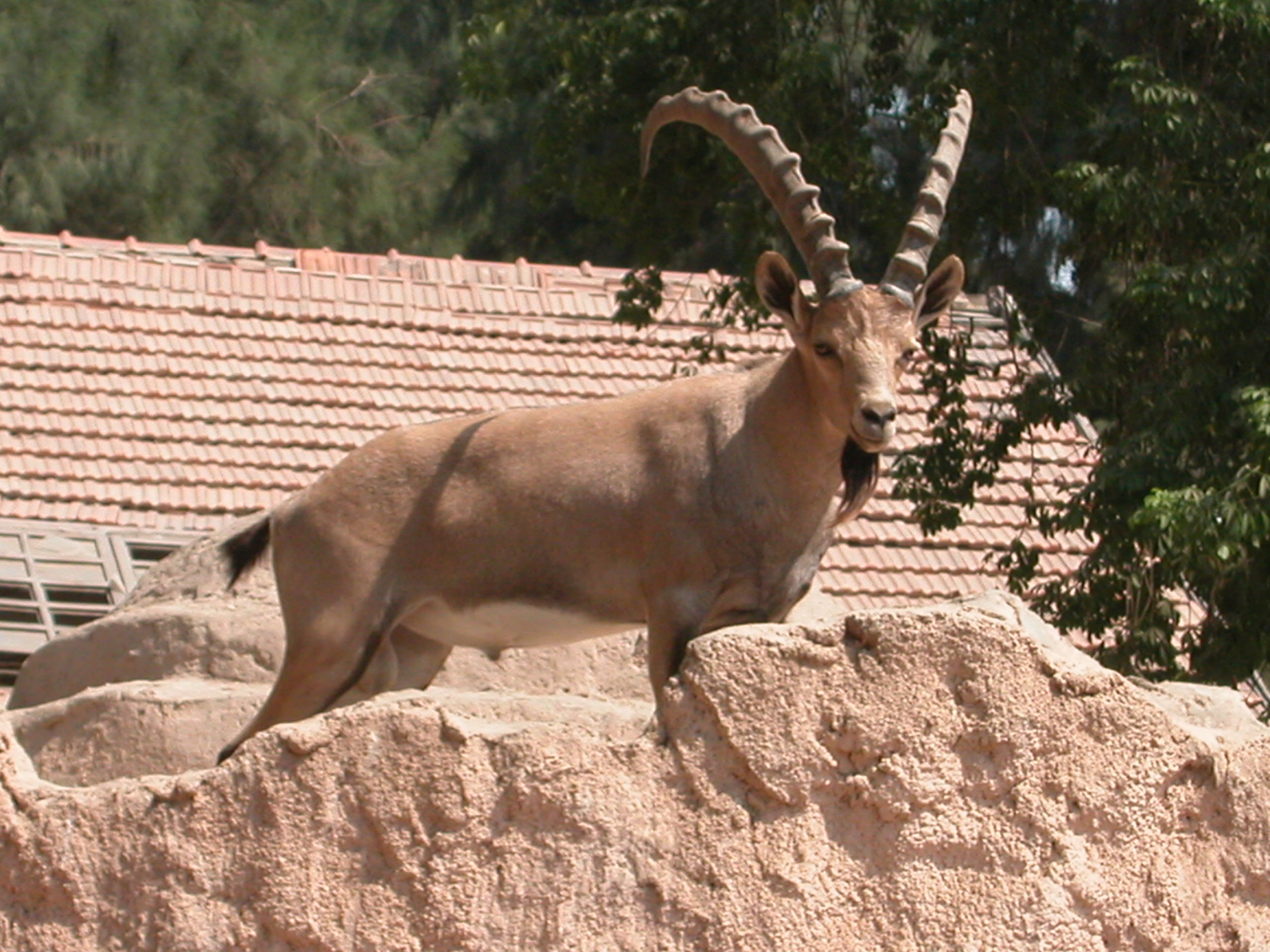 Image of Alpine Ibex