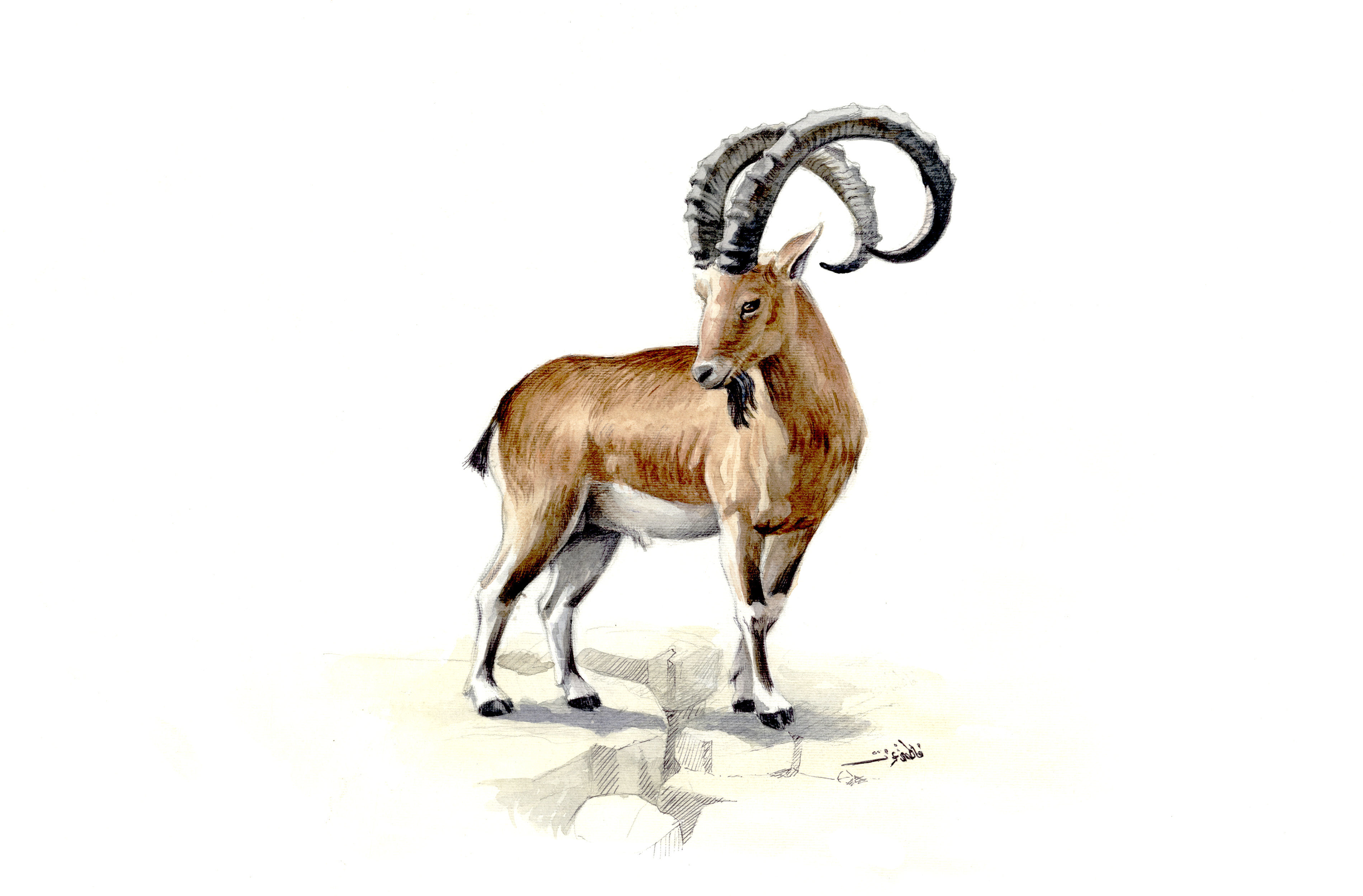 Image of Alpine Ibex