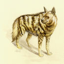Image of Striped Hyaena
