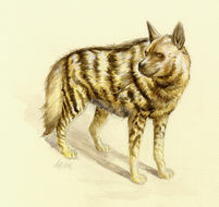 Image de <i>Hyaena hyaena</i> (Linnaeus 1758)