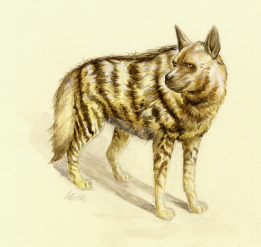 Image of Striped Hyaena
