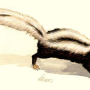 Image of Striped Polecat