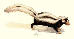 Sivun <i>Ictonyx striatus</i> (Perry 1810) kuva