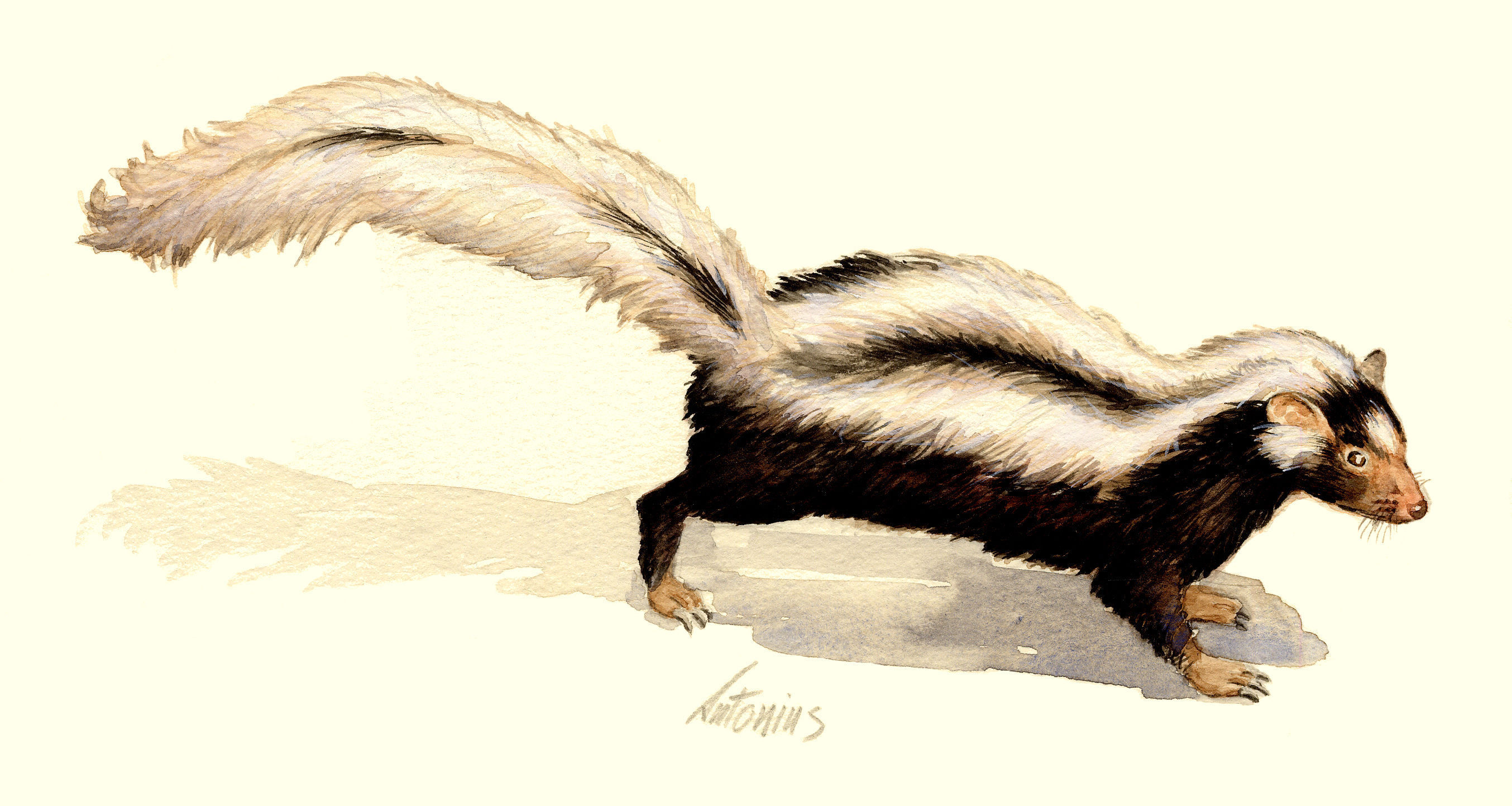 Image of Striped Polecat