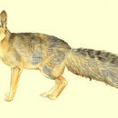 Image of Blanford's fox