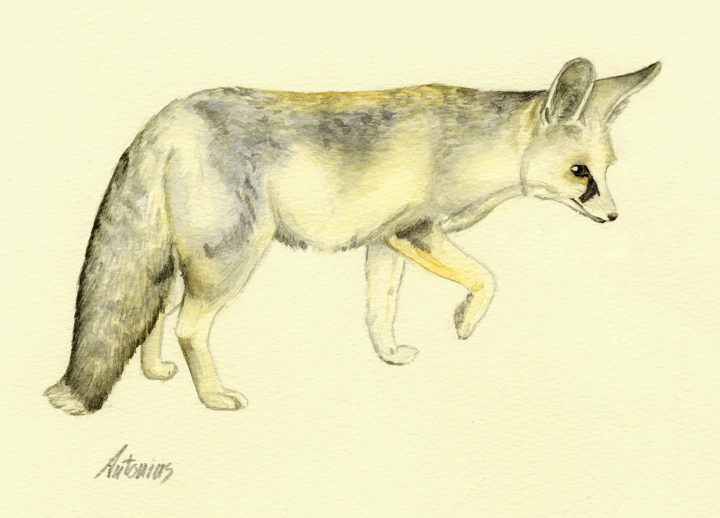 Image of Rüeppell's Fox