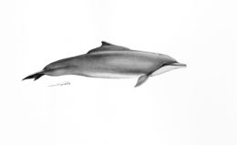 Image of Humpback dolphin