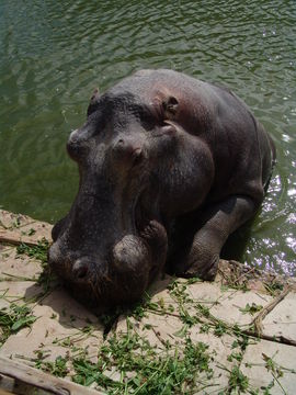 Image of Common Hippopotamus