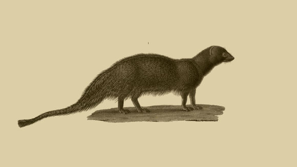 Image of Egyptian Mongoose