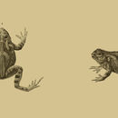 Image of Egyptian Toad