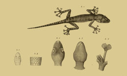 Image of Common fan-footed gecko