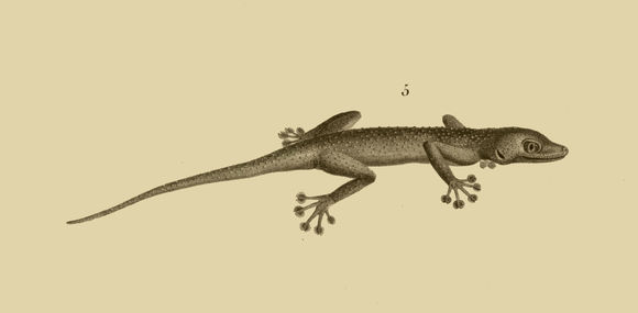 Imagem de Ptyodactylus hasselquistii (Donndorff 1798)