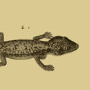 Image de Stenodactylus petrii Anderson 1896