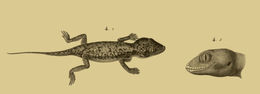 Слика од Stenodactylus petrii Anderson 1896