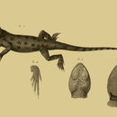 Image of Spiny Agama