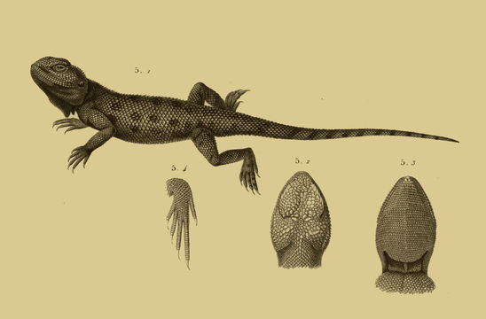 Image of Spiny Agama