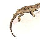 Image of Savigny's Agama