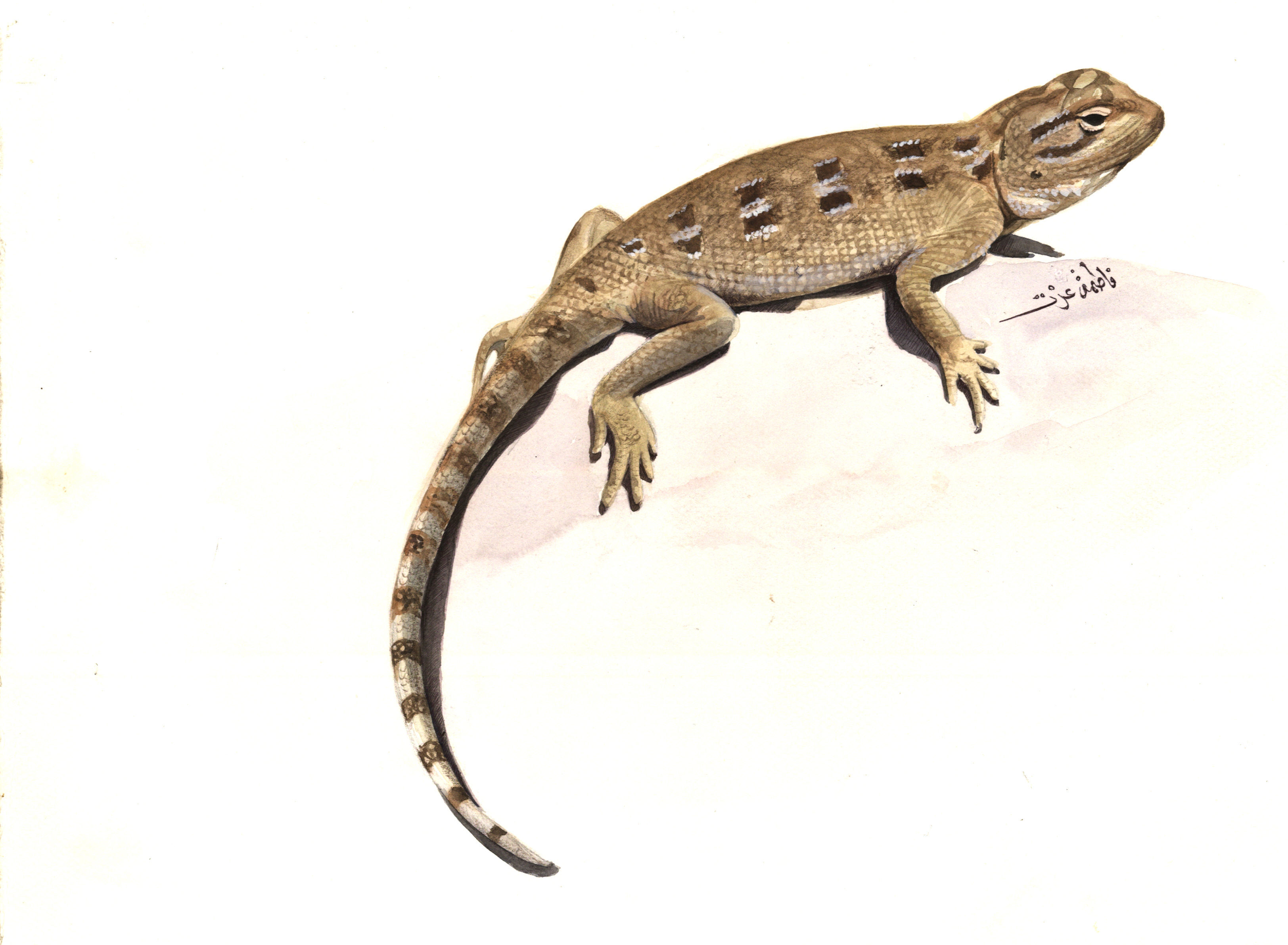 Image of Savigny's Agama