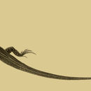 Image of Bosc's Lizard