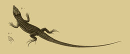 Image of Bosc's Lizard