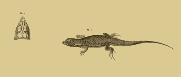 Image of Long-footed Lizard