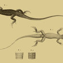 Image of Egyptian Fringe-fingered Lizard