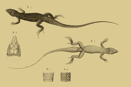 Plancia ëd Acanthodactylus pardalis (Lichtenstein 1823)