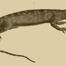 Image of Agra Lizard