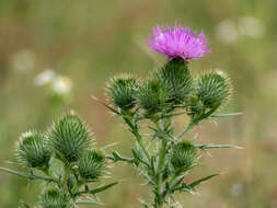 Image of Spear Thistle