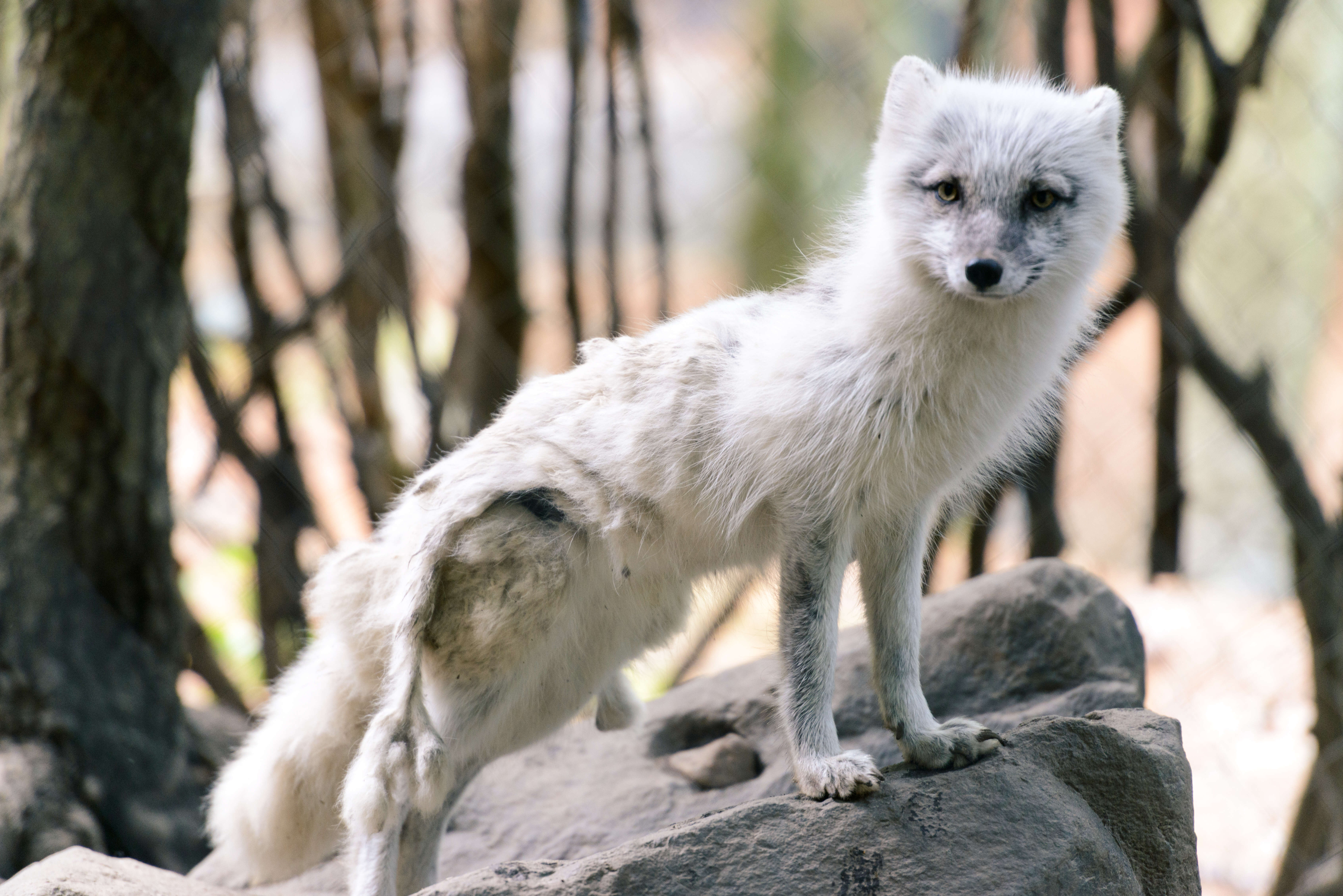 Image of Arctic Fox