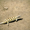 Image of Common sandfish