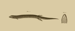 Sivun Chalcides sepsoides (Audouin 1829) kuva